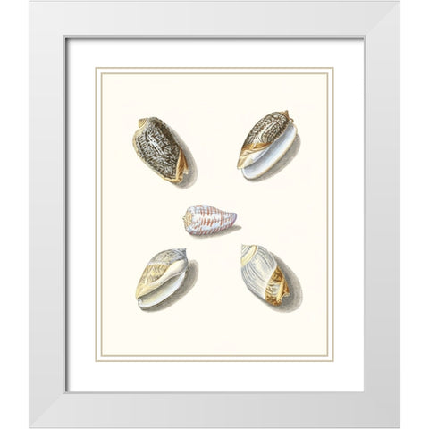Pastel Knorr Shells III White Modern Wood Framed Art Print with Double Matting by Knorr, G.W.