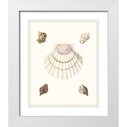Pastel Knorr Shells IV White Modern Wood Framed Art Print with Double Matting by Knorr, G.W.