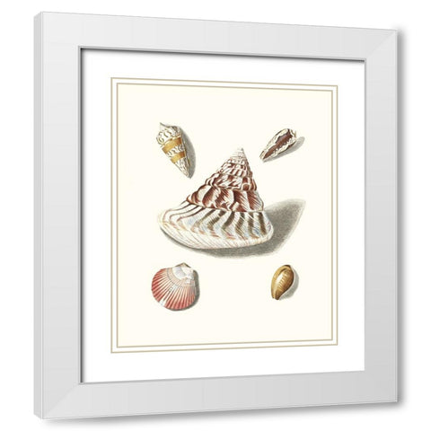 Pastel Knorr Shells VII White Modern Wood Framed Art Print with Double Matting by Knorr, G.W.