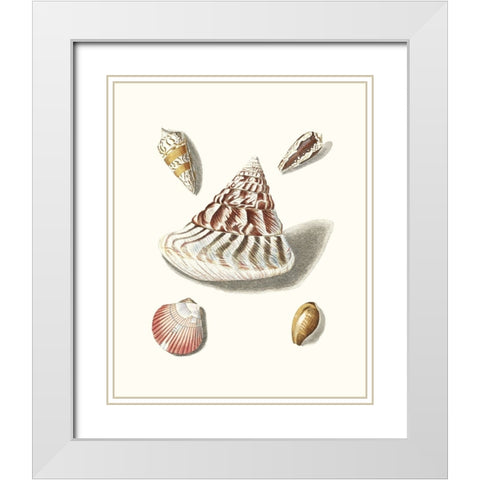 Pastel Knorr Shells VII White Modern Wood Framed Art Print with Double Matting by Knorr, G.W.