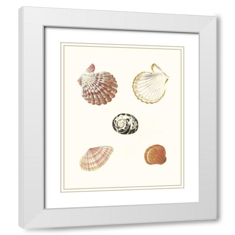 Pastel Knorr Shells VIII White Modern Wood Framed Art Print with Double Matting by Knorr, G.W.