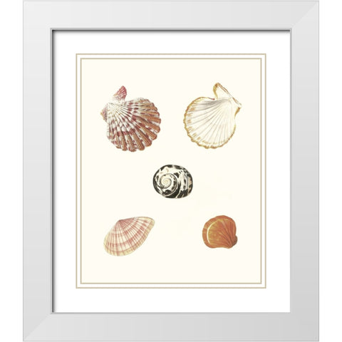 Pastel Knorr Shells VIII White Modern Wood Framed Art Print with Double Matting by Knorr, G.W.