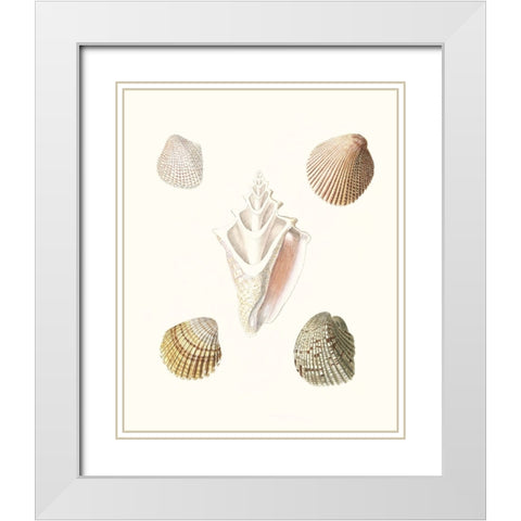 Pastel Knorr Shells IX White Modern Wood Framed Art Print with Double Matting by Knorr, G.W.