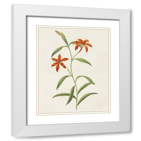 Flowers of the Seasons III White Modern Wood Framed Art Print with Double Matting by Unknown
