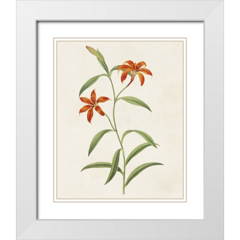 Flowers of the Seasons III White Modern Wood Framed Art Print with Double Matting by Unknown