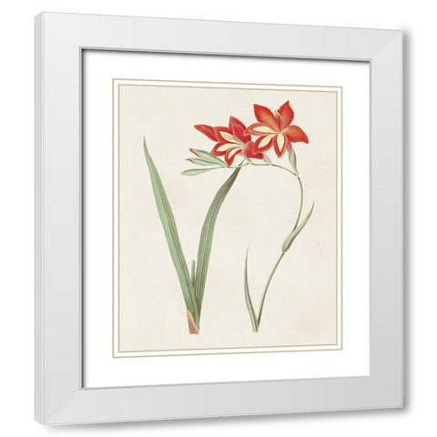 Flowers of the Seasons IV White Modern Wood Framed Art Print with Double Matting by Unknown