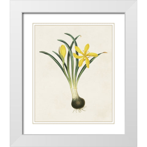 Flowers of the Seasons VI White Modern Wood Framed Art Print with Double Matting by Unknown
