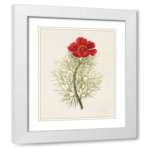 Flowers of the Seasons VII White Modern Wood Framed Art Print with Double Matting by Unknown