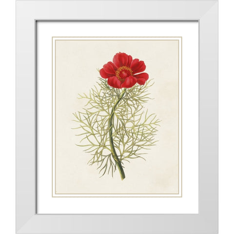 Flowers of the Seasons VII White Modern Wood Framed Art Print with Double Matting by Unknown