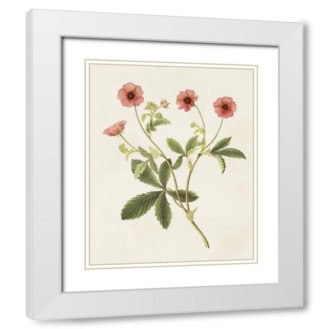 Flowers of the Seasons VIII White Modern Wood Framed Art Print with Double Matting by Unknown