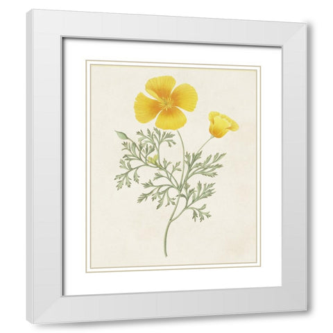 Flowers of the Seasons IX White Modern Wood Framed Art Print with Double Matting by Unknown
