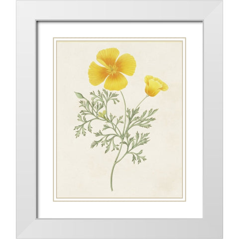 Flowers of the Seasons IX White Modern Wood Framed Art Print with Double Matting by Unknown