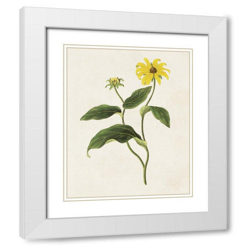 Flowers of the Seasons X White Modern Wood Framed Art Print with Double Matting by Unknown