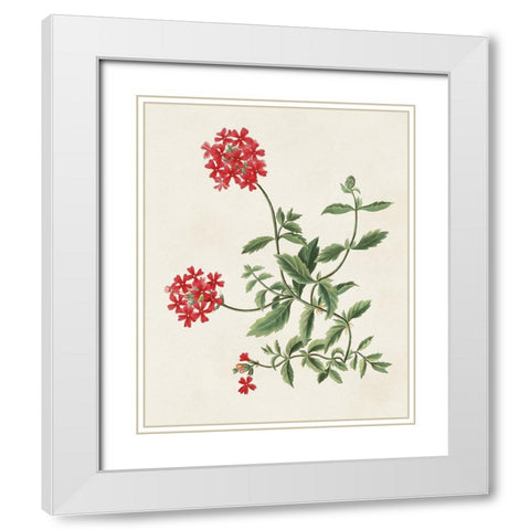 Flowers of the Seasons XI White Modern Wood Framed Art Print with Double Matting by Unknown