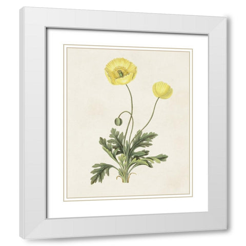 Flowers of the Seasons XII White Modern Wood Framed Art Print with Double Matting by Unknown