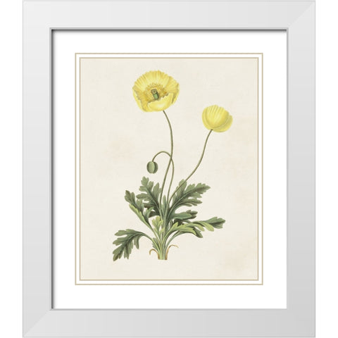 Flowers of the Seasons XII White Modern Wood Framed Art Print with Double Matting by Unknown