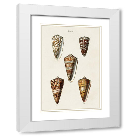 Cone Shell Collection II White Modern Wood Framed Art Print with Double Matting by Unknown