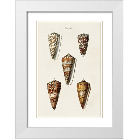 Cone Shell Collection II White Modern Wood Framed Art Print with Double Matting by Unknown