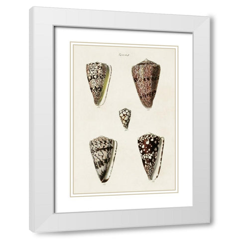 Cone Shell Collection III White Modern Wood Framed Art Print with Double Matting by Unknown