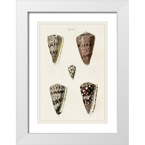 Cone Shell Collection III White Modern Wood Framed Art Print with Double Matting by Unknown