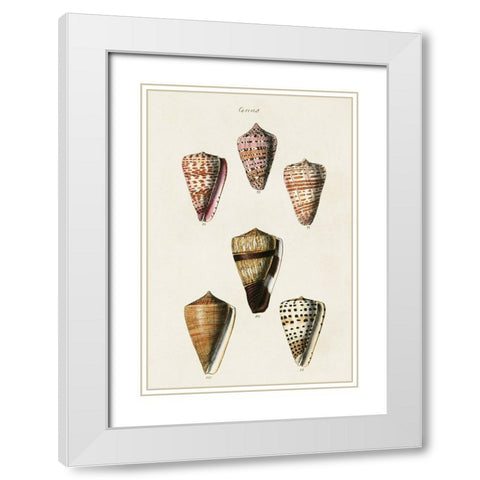 Cone Shell Collection IV White Modern Wood Framed Art Print with Double Matting by Unknown