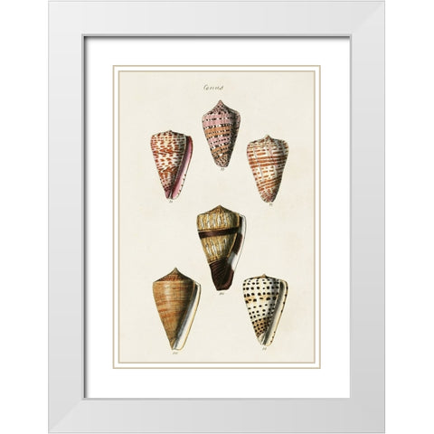 Cone Shell Collection IV White Modern Wood Framed Art Print with Double Matting by Unknown