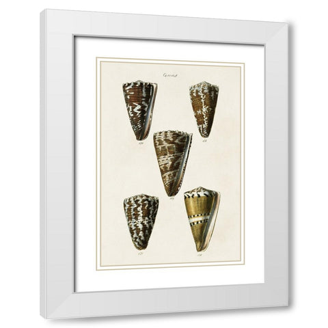 Cone Shell Collection V White Modern Wood Framed Art Print with Double Matting by Unknown
