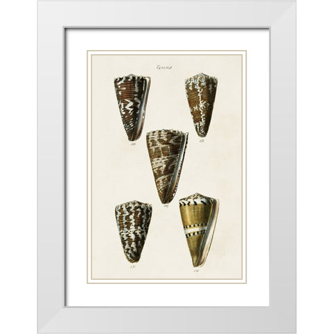 Cone Shell Collection V White Modern Wood Framed Art Print with Double Matting by Unknown
