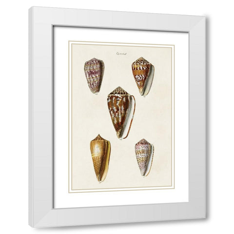 Cone Shell Collection VI White Modern Wood Framed Art Print with Double Matting by Unknown