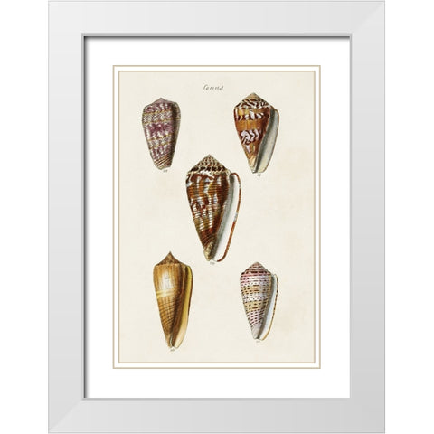 Cone Shell Collection VI White Modern Wood Framed Art Print with Double Matting by Unknown