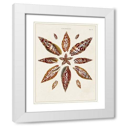 Spiral Shell Formation I White Modern Wood Framed Art Print with Double Matting by Seba, Albertus