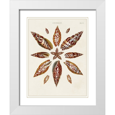 Spiral Shell Formation I White Modern Wood Framed Art Print with Double Matting by Seba, Albertus