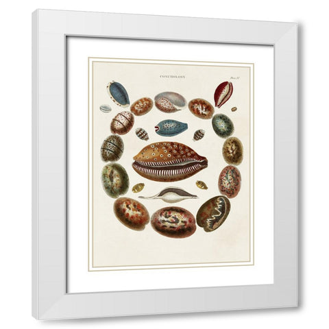 Spiral Shell Formation II White Modern Wood Framed Art Print with Double Matting by Seba, Albertus