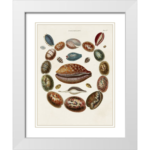 Spiral Shell Formation II White Modern Wood Framed Art Print with Double Matting by Seba, Albertus