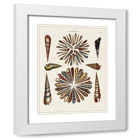 Spiral Shell Formation III White Modern Wood Framed Art Print with Double Matting by Seba, Albertus