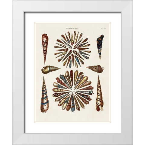 Spiral Shell Formation III White Modern Wood Framed Art Print with Double Matting by Seba, Albertus