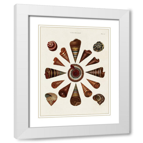 Spiral Shell Formation IV White Modern Wood Framed Art Print with Double Matting by Seba, Albertus