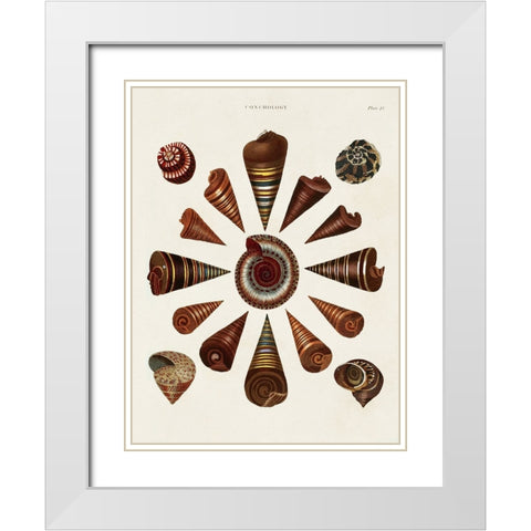 Spiral Shell Formation IV White Modern Wood Framed Art Print with Double Matting by Seba, Albertus