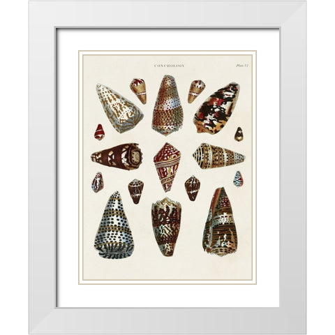 Spiral Shell Formation V White Modern Wood Framed Art Print with Double Matting by Seba, Albertus