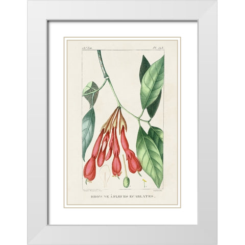 Turpin Tropical Botanicals I White Modern Wood Framed Art Print with Double Matting by Turpin