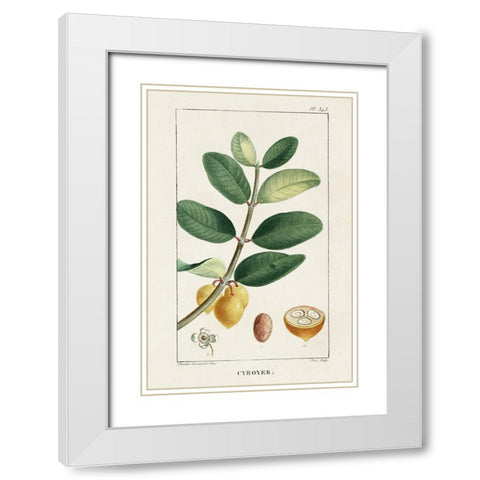 Turpin Tropical Botanicals V White Modern Wood Framed Art Print with Double Matting by Turpin