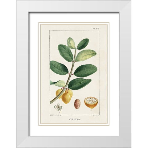 Turpin Tropical Botanicals V White Modern Wood Framed Art Print with Double Matting by Turpin