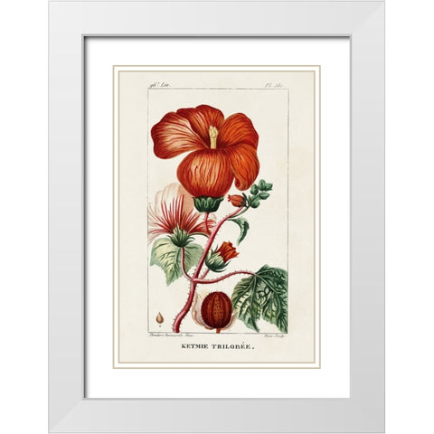 Turpin Tropical Botanicals VII White Modern Wood Framed Art Print with Double Matting by Turpin