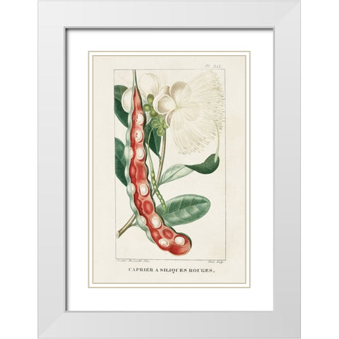 Turpin Tropical Botanicals VIII White Modern Wood Framed Art Print with Double Matting by Turpin