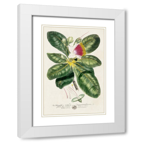 Imperial Tropical Botanical I White Modern Wood Framed Art Print with Double Matting by Miller, John