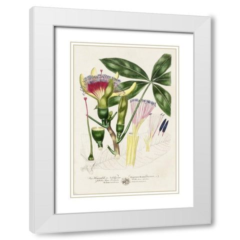 Imperial Tropical Botanical II White Modern Wood Framed Art Print with Double Matting by Miller, John