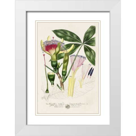 Imperial Tropical Botanical II White Modern Wood Framed Art Print with Double Matting by Miller, John