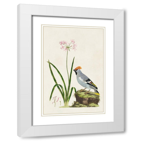 Bird in Habitat II White Modern Wood Framed Art Print with Double Matting by Unknown