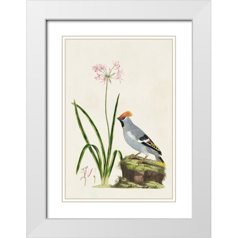 Bird in Habitat II White Modern Wood Framed Art Print with Double Matting by Unknown