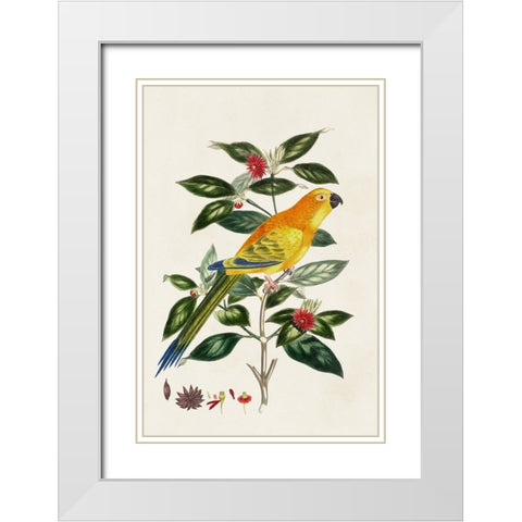 Bird in Habitat V White Modern Wood Framed Art Print with Double Matting by Unknown